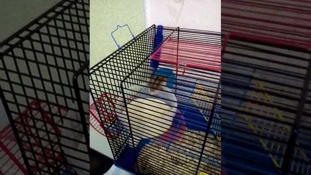 Джунгарик Шума смотреть онлайн