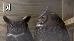 What Am I? Quiz | Animals | Easy English Quiz