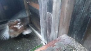 Куры-несушки. Сбор яиц.