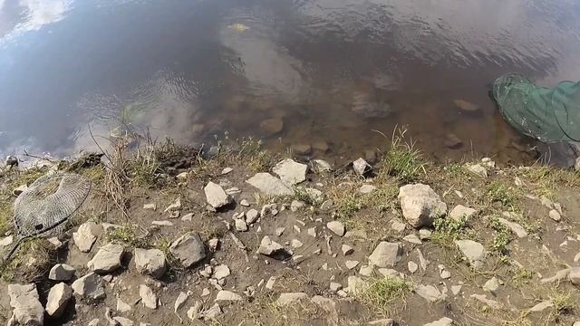 Рыбалка, на Десне, 05.06.2023. Короткий видеоотчет). смотреть онлайн