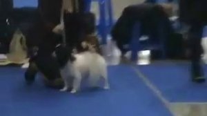 Евразия-2009. День первый. Кобели папийоны.