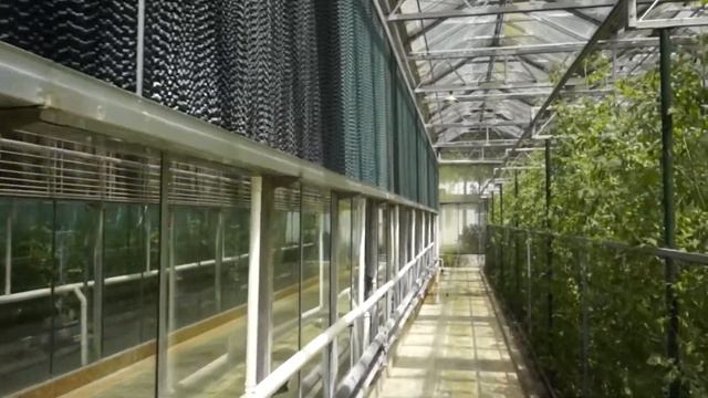 Стеклянная теплица для выращивания помидоров смотреть онлайн