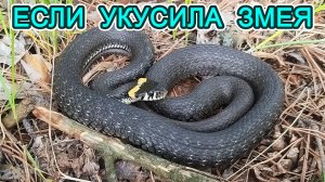 Что делать при укусе змеи. Подорожник. Клещи. Травма колена. Фрагмент стрима от 01.05.23