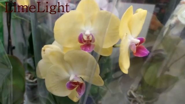 Обзор орхидей 14 мая 2020 года Леруа Мерлен Воронеж, много Surf Song смотреть онлайн