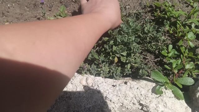 Почвопокровные растения для солнечных мест смотреть онлайн