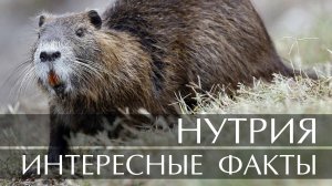 Нутрия. Интересные факты