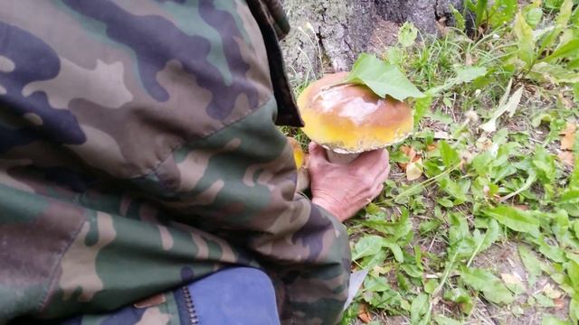 Белые грибы