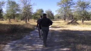 ОХОТА в АФРИКЕ, Зимбабве, Чириса май 2013 (Super hunting in Africa, leopard, Zimbabwe, Chirisa 2013