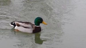 Mallard on Charente, Angouleme, France