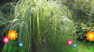 Спартина гребневая. Краткий обзор, описание характеристик, где купить саженцы spartina pektinata