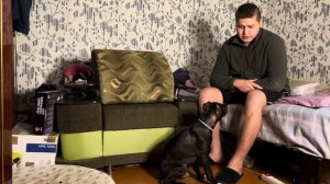 Знакомьтесь, питбуль Перс, базовые команды! Обучение собаки, дрессировка собак #pitbull