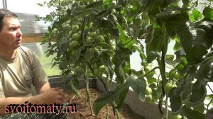 Когда и как обрезать листья у томатов