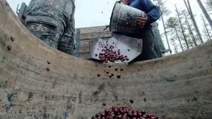 сбор брусники 2022 калым на выходных.