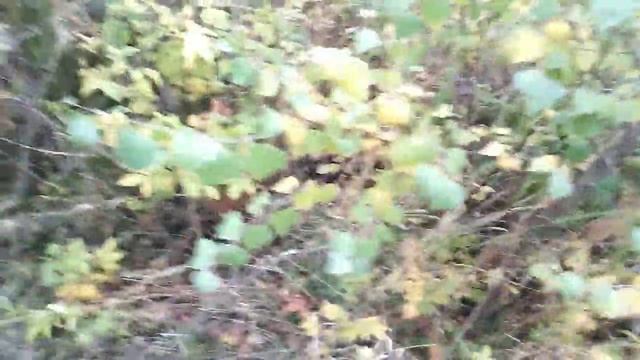 Поиск грибов. смотреть онлайн