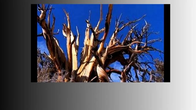 Чудеса природы! Чудеса природы.Чудеса мира! фото подборка смотреть онлайн