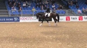 Revolution - under saddle + in hand - 2017 Danish Licensing