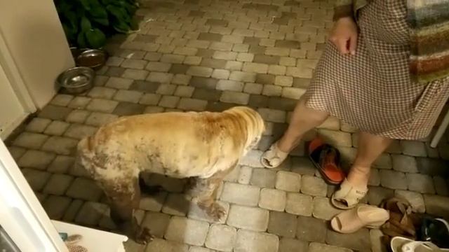 Шарпея ругают за Ёжика смотреть онлайн