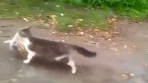 Кот с покупками идёт домой(прикол)