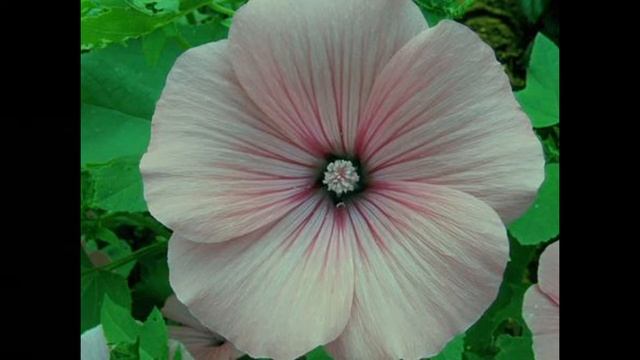 Калачики, мальви (Malva) смотреть онлайн