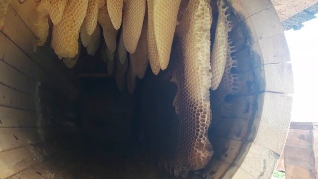 Колодное пчеловодство. Ошибки и ньюансы в колодном пчеловодстве. смотреть онлайн