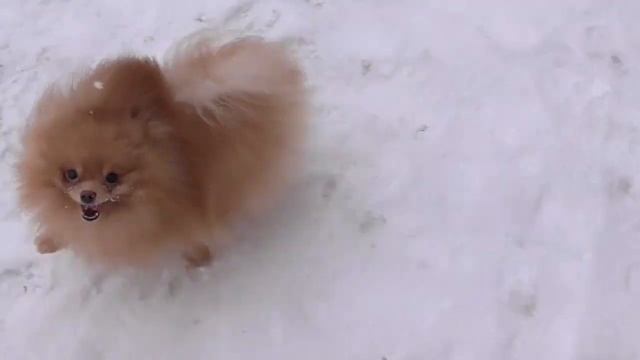 Миниатюрный ШПИЦ Персик. 3 года смотреть онлайн