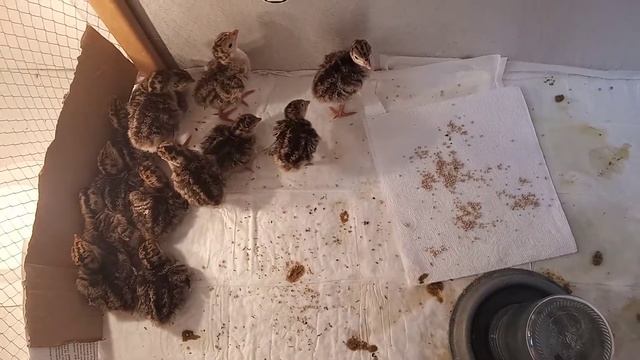 Суточные индюшата породы бронзовая смотреть онлайн