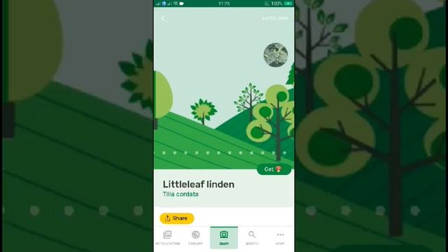 PlantSnap identifies a Littleleaf linden (Tilia cordata)