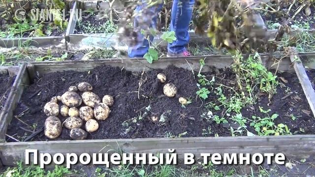Картофель  Проращивание на свету и в темноте