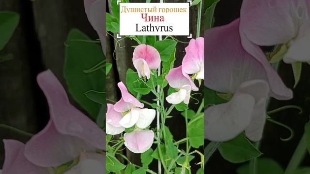 Душистый горошек (Lathyrus odoratus).?