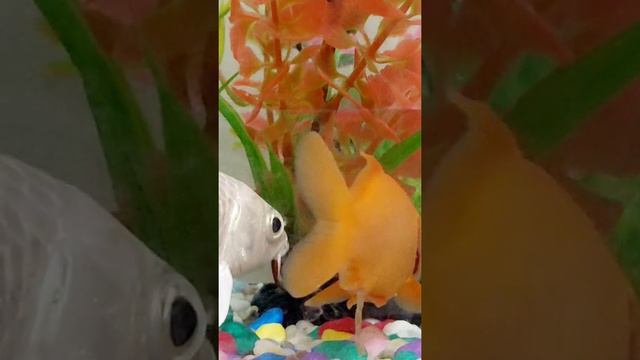 my pet fish white and orange color #fish  #goldfish #shortvideos#asmr #trendingvideos