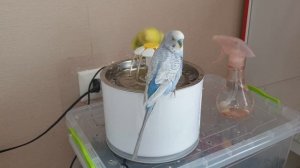 ПОПУГАИ ТОША И ЛАЙМА КУПАЮТСЯ