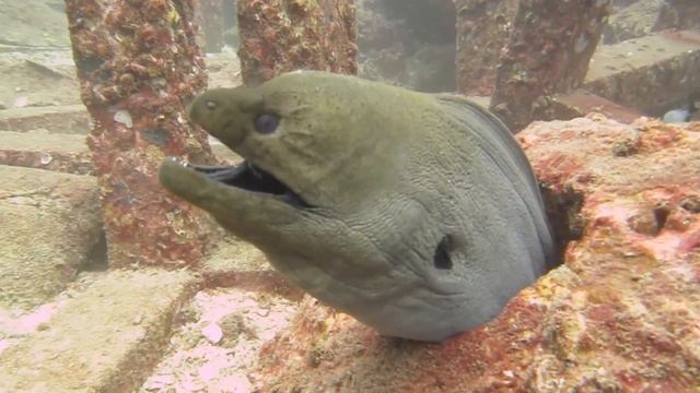 Мурены Андаманского моря