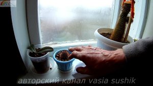 Размножение кактусов в домашних условиях .Комнатные кактусы.Выращивание кактусов..Пересадка кактусо