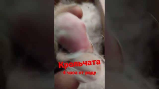 делать продолжение как расту, пишем в личку