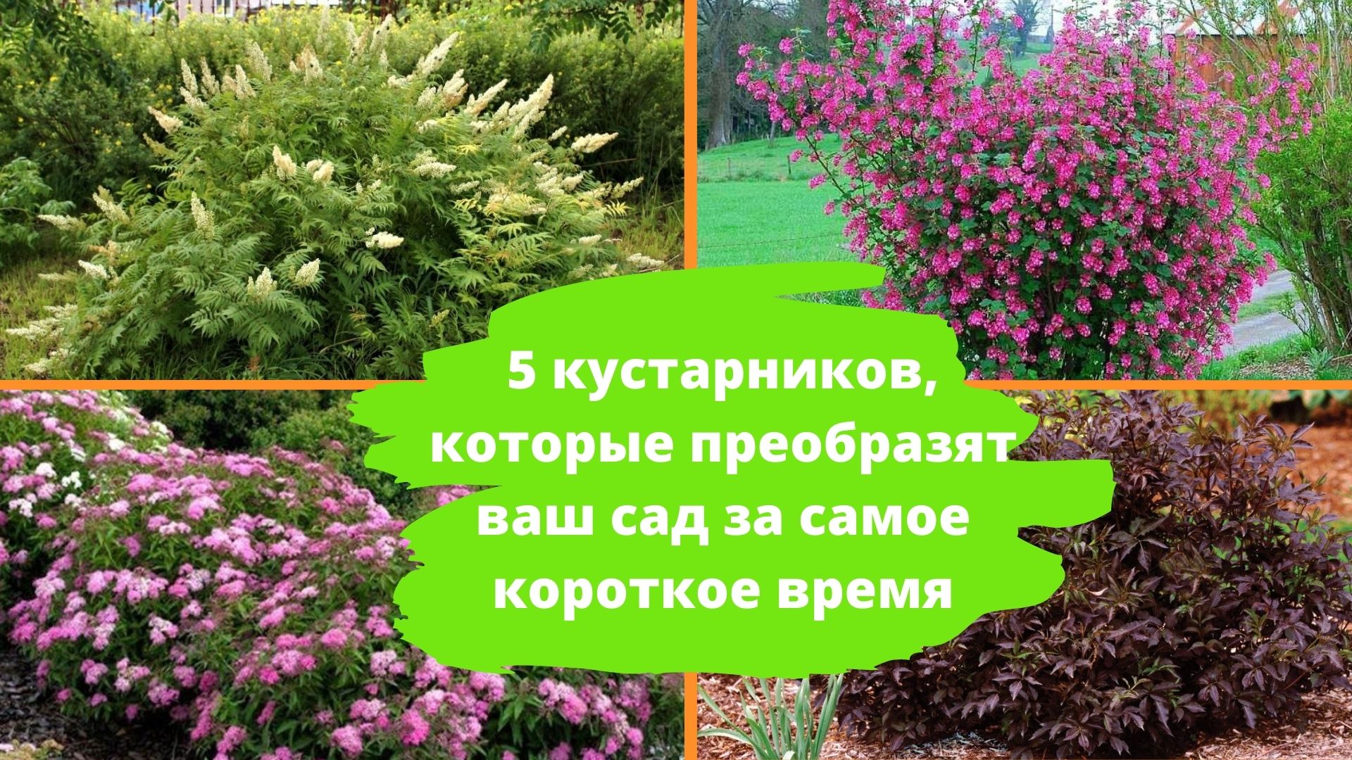 5 кустарников