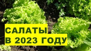 Салаты в 2023 году. Агрогороскоп выращивания листовых салатов в 2023 году