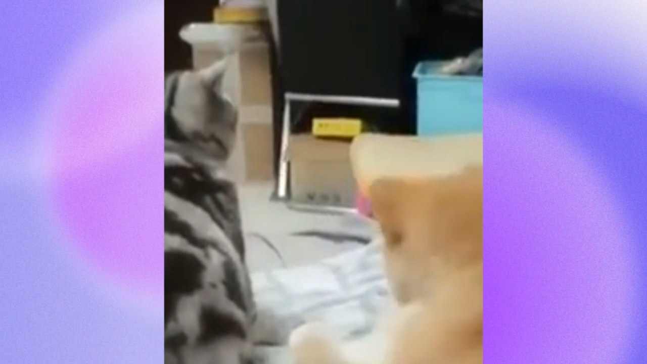 КОТЫ И СОБАКИ
