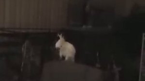 попугай танцует под Backstreet boys.flv