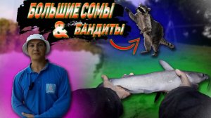 Канальный (Канадский) сом на Кубани.