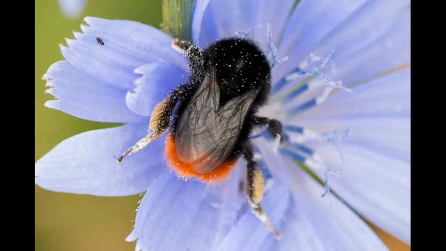 Удивительное насекомое ШМЕ##Ь смотреть онлайн