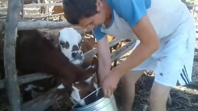 Как приучить телят пить с ведра. Отучиваю от соски. смотреть онлайн