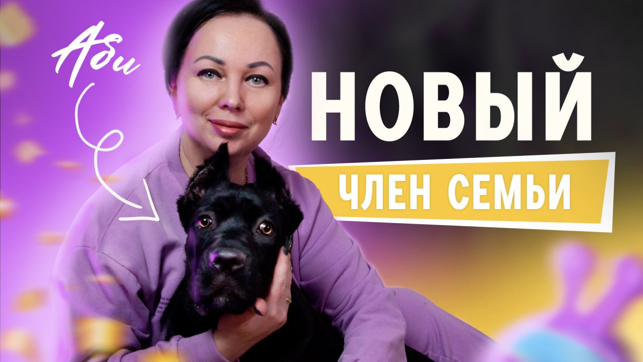 Новый член семьи - Третья собака Кане-корсо