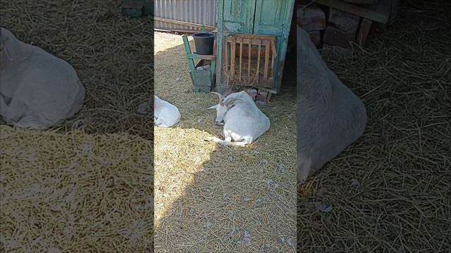 Тихий час