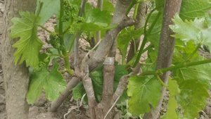 Когда,как и куда прививать виноград.Ответы на вопросы.