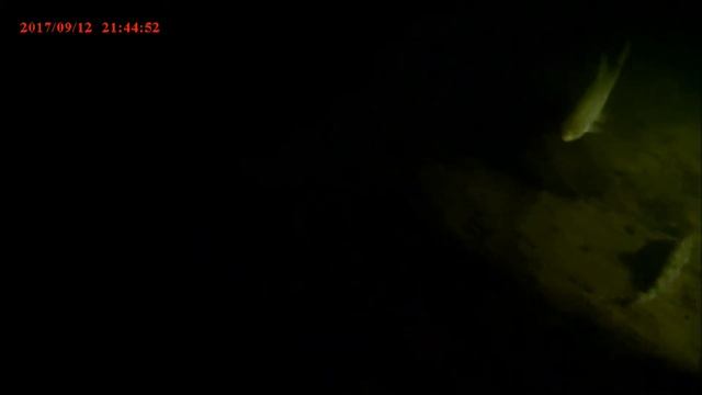 Ночная жизнь тепляковского озера смотреть онлайн