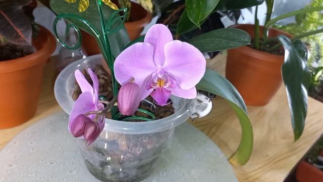 Мы не угадали СОРТ!?ПЯТНИСТАЯ ОРХИДЕЯ-РЕАНИМАШКА показала личико?Розовый??Фиолетовый??ФАЛЕНОПСИС? смотреть онлайн