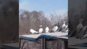 #Pigeons#пакистанские голуби Миша Белоносовa