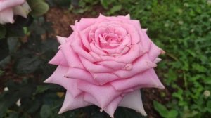 Розы в Подмосковье. Роза Jessika / Джессика (срезочная чг, Эквадор)