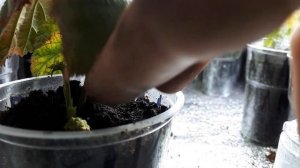Размножение ежевики стеблевыми черенками,  спустя три месяца. Каламбия гиант и Каламбия Санрайз.