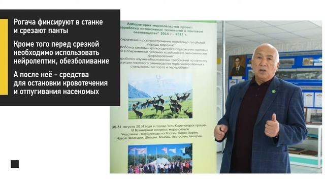 Срезка и консервация пантов маралов